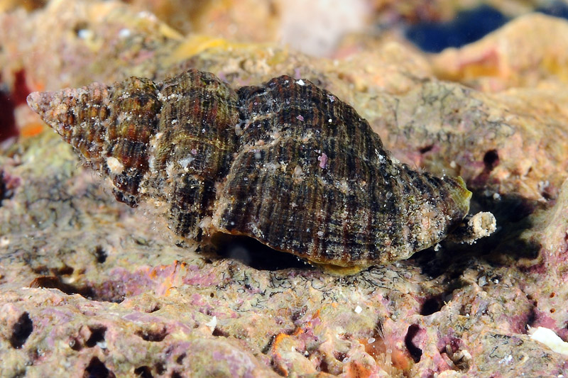 Piccoli prosobranchi